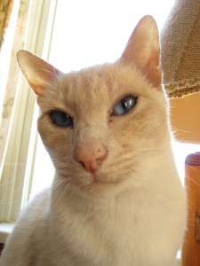 Mr. Pinky